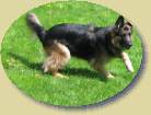 Lady sucht den Ball * 448 x 336 * (33KB)